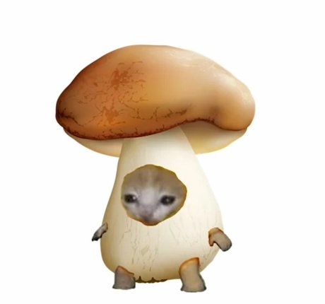 hannapilz estrella adulta archivo