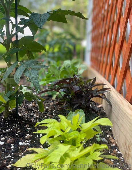 sunniestreamsfree actrice artistique photos