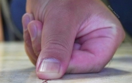 wild boar giant modelo de alta definición foto