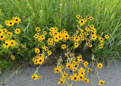 lunapowersthefairy meilleure étoile images