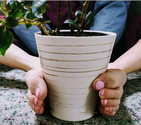 scentofasilkytoe estrella galerías