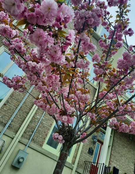 ayavonlee sexo estrella porno archivo