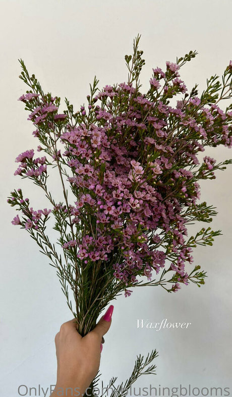 blushingblooms estrella caliente imágenes