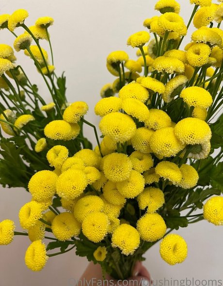 blushingblooms buena actriz archivo