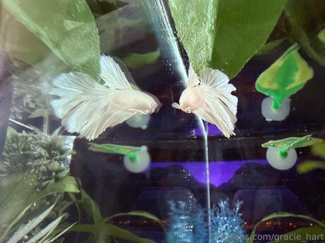 Gracie Hart actriz de arte galería