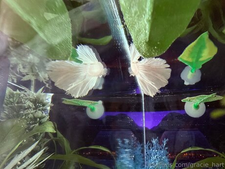 Gracie Hart modelo atractivo galería