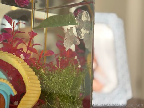 Gracie Hart star érotique photo