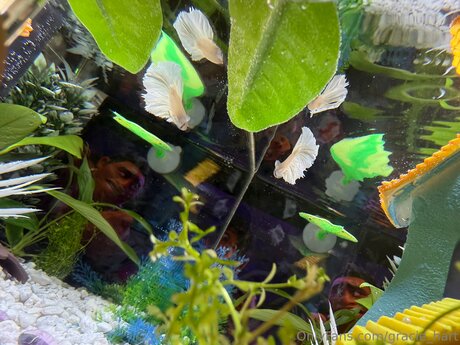 Gracie Hart estrella caliente recopilación