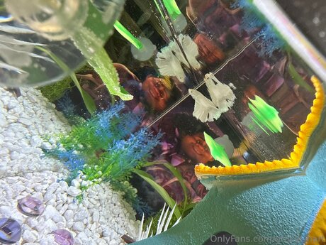 Gracie Hart modelo perfecto galerías