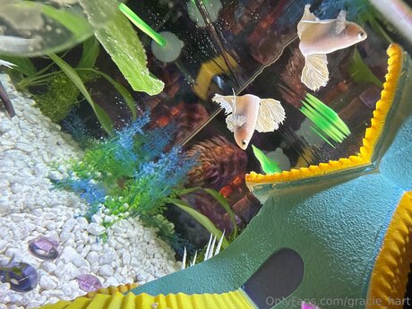 Gracie Hart estrella hermosa galerías