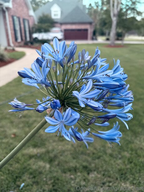 Gracie Hart desnudos estrella porno foto