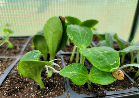 deealice modèle adulte img