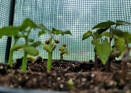 deealice actriz caliente galerías