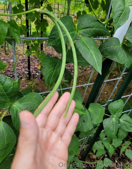 deealice sexe star du porno galeries