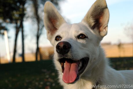 Loneranger2017 estrella superior imagen