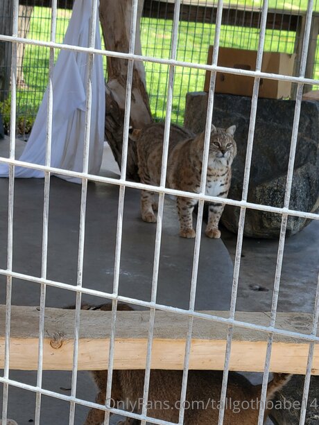 Tallgothbabe14 mejor estrella porno foto