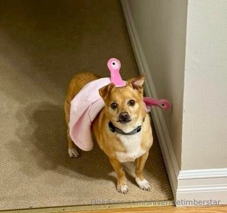 Shivermetimberstar modelo sexy fotos