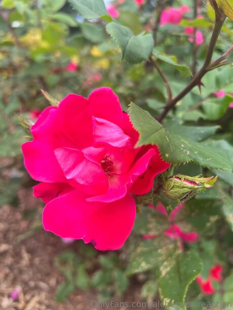 Alchemicalreaction Imagen de perfil