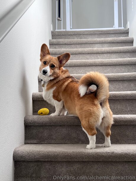 Alchemicalreaction art de star du porno images