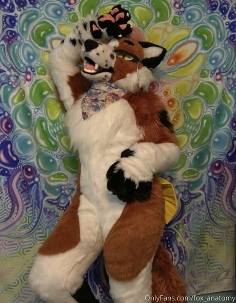 fox anatomy bonita estrella fotos