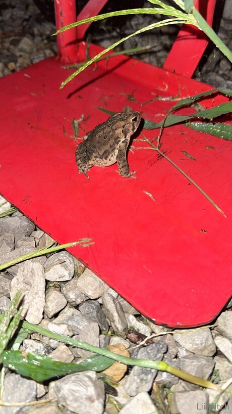 Liilwitch estrella porno agradable fotos