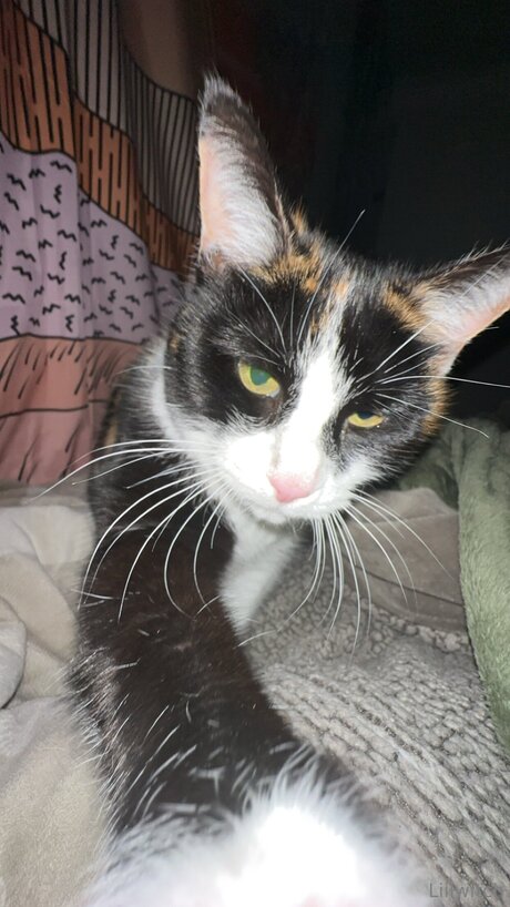 Liilwitch jolie actrice archive