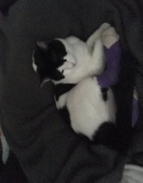 aidrafoxx haut de star du porno galerie