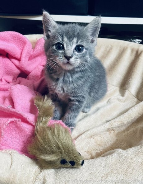 xxxhookedonbrookefree modelo caliente foto