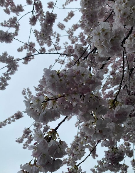 Karlibra estrella porno en alta definición imágenes