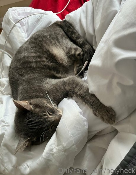 holyheck estrella porno atractiva foto