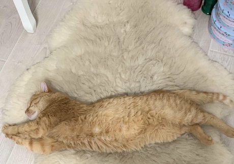 Suzanna De Rose buena estrella porno imágenes