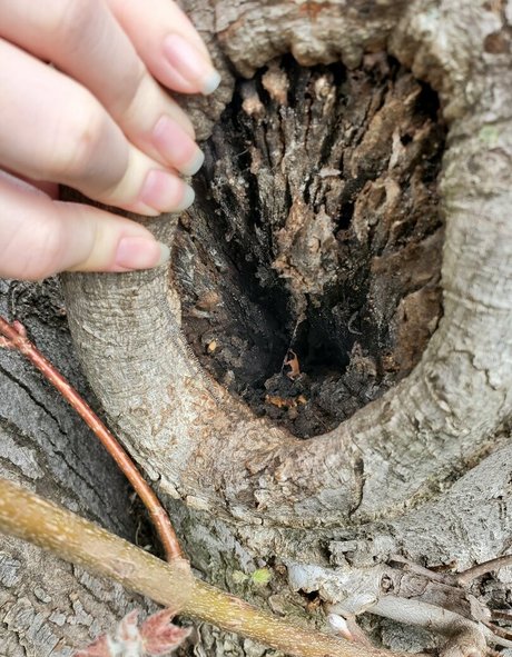 toepazfeetures estrella xxx fotos