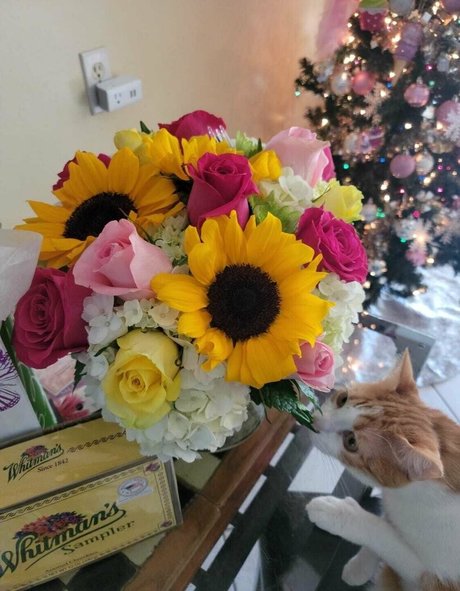 kyliecupcake xxx étoile img