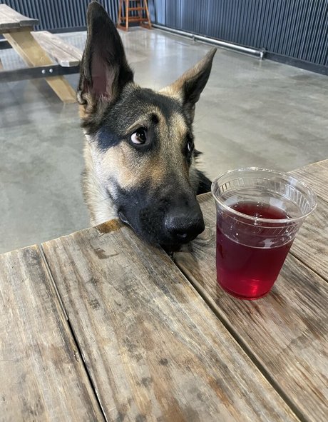 alishadrinksbeer actrice nue img