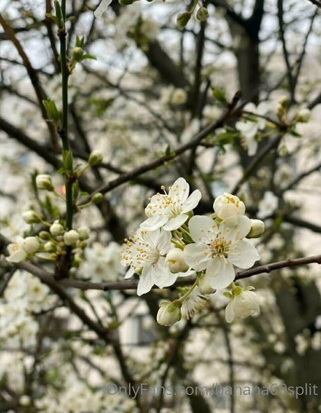 banana69split estrella porno exclusiva galerías