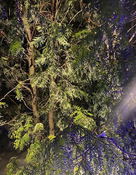 sweetmossy sexe star img