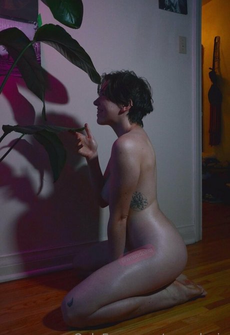 Wrendosia modelo superior imagen