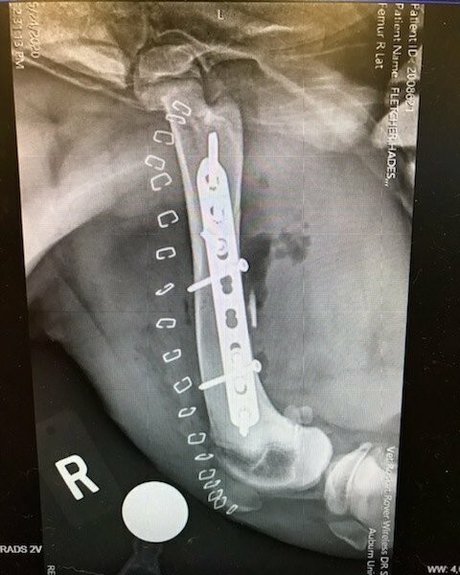 thesarahbnkx arte estelar foto