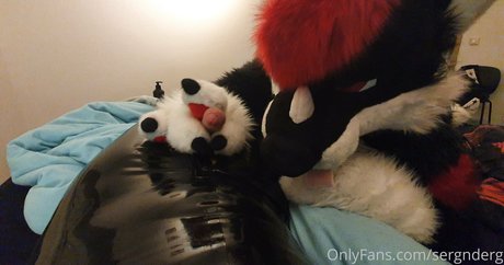 sergnderg estrella libre imagen