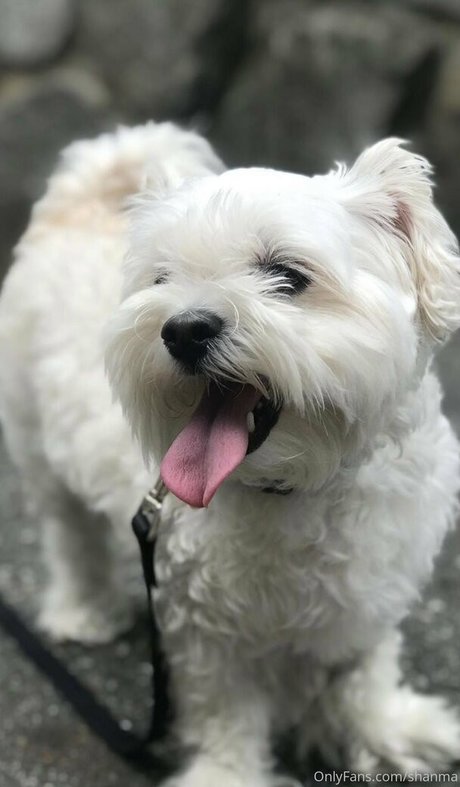 shanma star du porno exclusive galeries