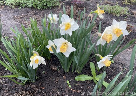tobinedamfree actrice de nus galeries