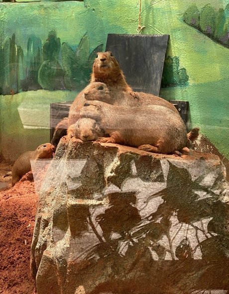 omankovivi star exclusive des photos