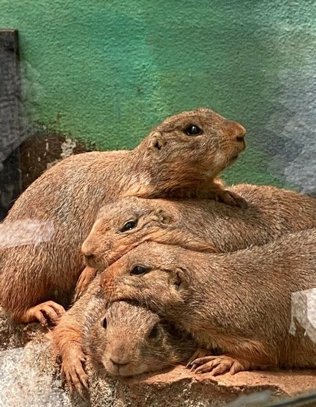 omankovivi jolie étoile galeries