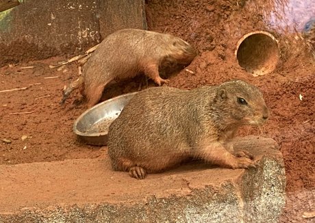 omankovivi modelo desnudo galería