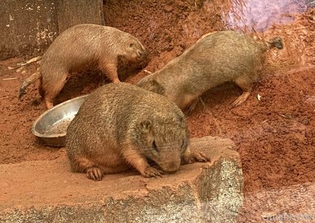 omankovivi étoile érotique img