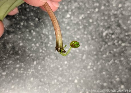 lunarouxfree bonita modelo recopilación