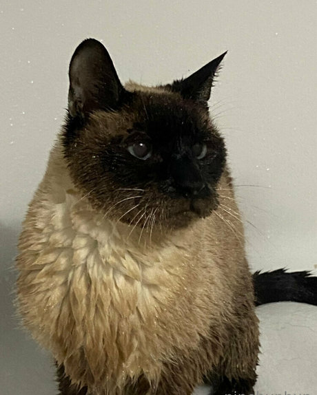 freebunbun étoile chaude image