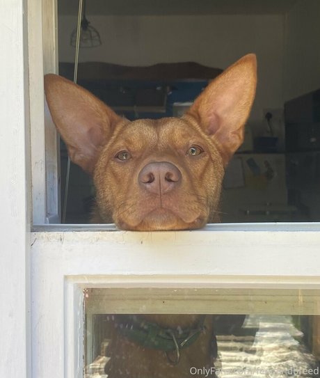 feedandbreed star du porno érotique photos