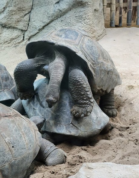 geekikitten Miniature