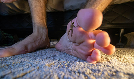 macrocole estrella porno exclusiva fotos